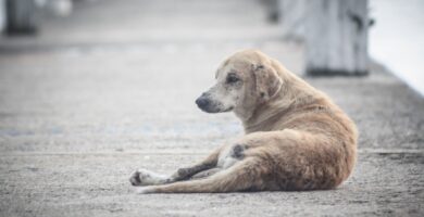 Maltrato animal en el Código Penal: Una guía completa